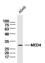 MED4 Antibody in Western Blot (WB)
