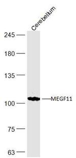MEGF11 Antibody in Western Blot (WB)