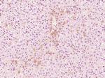 Reprimo Antibody in Immunohistochemistry (Paraffin) (IHC (P))