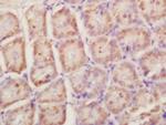 RPLP0 Antibody in Immunohistochemistry (Paraffin) (IHC (P))