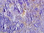SLC6A4/5-HTT Antibody in Immunohistochemistry (Paraffin) (IHC (P))