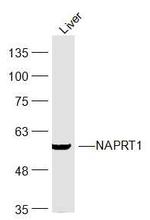 NAPRT1 Antibody in Western Blot (WB)