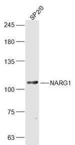 NARG1 Antibody in Western Blot (WB)