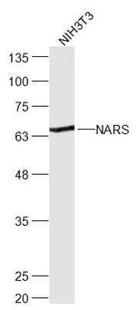 NARS Antibody in Western Blot (WB)