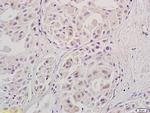 Stra8 Antibody in Immunohistochemistry (Paraffin) (IHC (P))