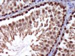 Stra8 Antibody in Immunohistochemistry (Paraffin) (IHC (P))