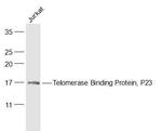 Telomerase Binding Protein, P23 Antibody in Western Blot (WB)