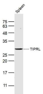 TIPRL Antibody in Western Blot (WB)