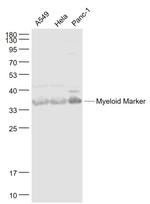 MYADM Antibody in Western Blot (WB)