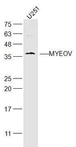 MYEOV Antibody in Western Blot (WB)