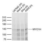 MYO1H Antibody in Western Blot (WB)