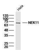NEK11 Antibody in Western Blot (WB)