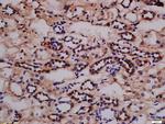 Phospho-Nephrin (Tyr1217) Antibody in Immunohistochemistry (Paraffin) (IHC (P))