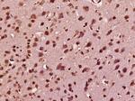 Nesprin 3 Antibody in Immunohistochemistry (Paraffin) (IHC (P))