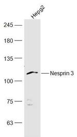 Nesprin 3 Antibody in Western Blot (WB)