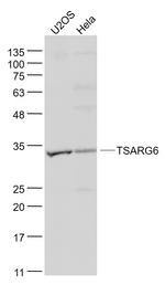 TSARG6/DNAJB13 Antibody in Western Blot (WB)