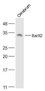 BarX2 Antibody in Western Blot (WB)