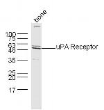 PLAUR Antibody in Western Blot (WB)