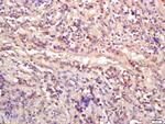 WNT9A Antibody in Immunohistochemistry (Paraffin) (IHC (P))