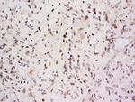 SARA Antibody in Immunohistochemistry (Paraffin) (IHC (P))