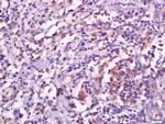 Sarcalumenin Antibody in Immunohistochemistry (Paraffin) (IHC (P))