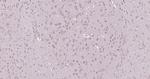 PSMD14 Antibody in Immunohistochemistry (Paraffin) (IHC (P))