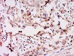NSUN6 Antibody in Immunohistochemistry (Paraffin) (IHC (P))