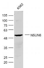 NSUN6 Antibody in Western Blot (WB)