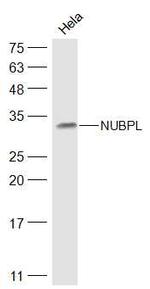 NUBPL Antibody in Western Blot (WB)