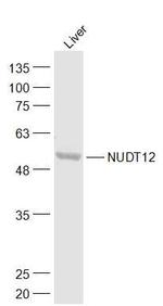 NUDT12 Antibody in Western Blot (WB)