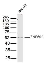 ZNF502 Antibody in Western Blot (WB)