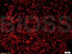 VPS18 Antibody in Immunohistochemistry (Paraffin) (IHC (P))