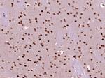 NUP43 Antibody in Immunohistochemistry (Paraffin) (IHC (P))