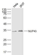 NUP43 Antibody in Western Blot (WB)