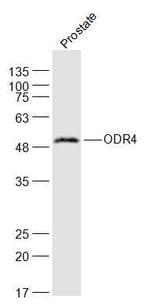 ODR4 Antibody in Western Blot (WB)