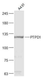 PTPD1 Antibody in Western Blot (WB)