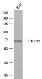 PTPN12 Antibody in Western Blot (WB)