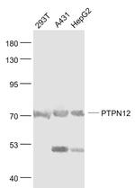 PTPN12 Antibody in Western Blot (WB)