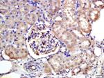 NTCP/SLC10A1 Antibody in Immunohistochemistry (Paraffin) (IHC (P))