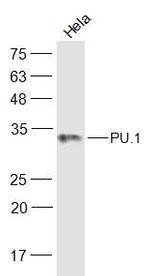PU.1/Spi1 Antibody in Western Blot (WB)