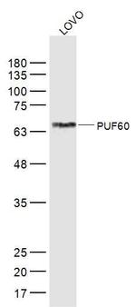PUF60 Antibody in Western Blot (WB)