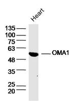 OMA1 Antibody in Western Blot (WB)