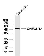 ONECUT2 Antibody in Western Blot (WB)