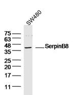 SerpinB8 Antibody in Western Blot (WB)