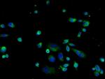 LAMP-1 Antibody in Immunocytochemistry (ICC/IF)