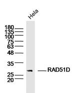 RAD51D Antibody in Western Blot (WB)