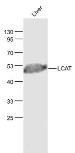 LCAT Antibody in Western Blot (WB)