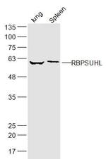 RBPSUHL Antibody in Western Blot (WB)