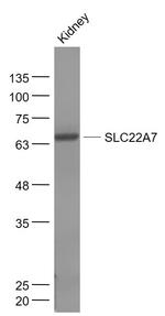 SLC22A7 Antibody in Western Blot (WB)