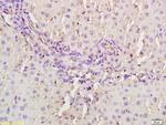MASP2 Antibody in Immunohistochemistry (Paraffin) (IHC (P))